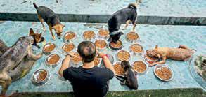Microchips, major doubts: Experts question Delhi's dog-tracking plan