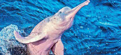 Pink river dolphins face rising mercury threat in Amazon