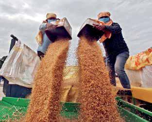 Govt sets wheat output target at 119 million tonnes for 2025-26