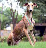 BSF’s ‘desi dogs’ steal spotlight, proving indigenous breeds’ might