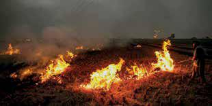 ‘Punjab saw 415 farm fires from Sep 15-Oct 21’