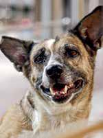 SC set to hear stray dogs case today