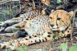 Biodiversity boost as Indian-born Cheetah delivers five cubs at Madhya Pradesh’s Kuno
