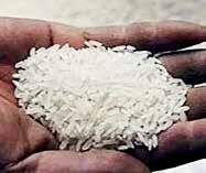 Kharif rice output hits record high; pulses and oilseeds decline