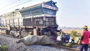 ASSAM: 7 elephants killed in Rajdhani hit