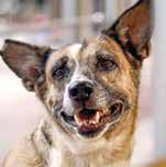 SC: Not directed removal of every dog from streets