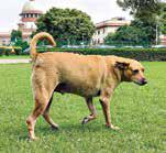 STRAY DOGS CASE SC refuses to go into allegation of harassment of women dog feeders