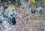 MP: Kuno records eighth Cheetah litter as Aasha gives birth to five cubs