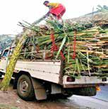 Centre overhauls six-decade old Sugarcane Control Order