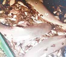 3 baby sharks caught, released