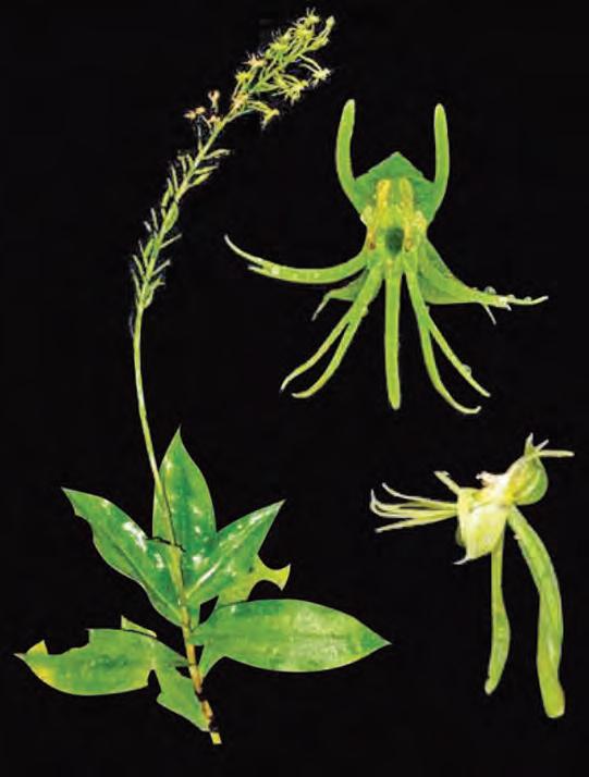 New orchid species 'Habenaria diwata' discovered in Mt. Malinao forest