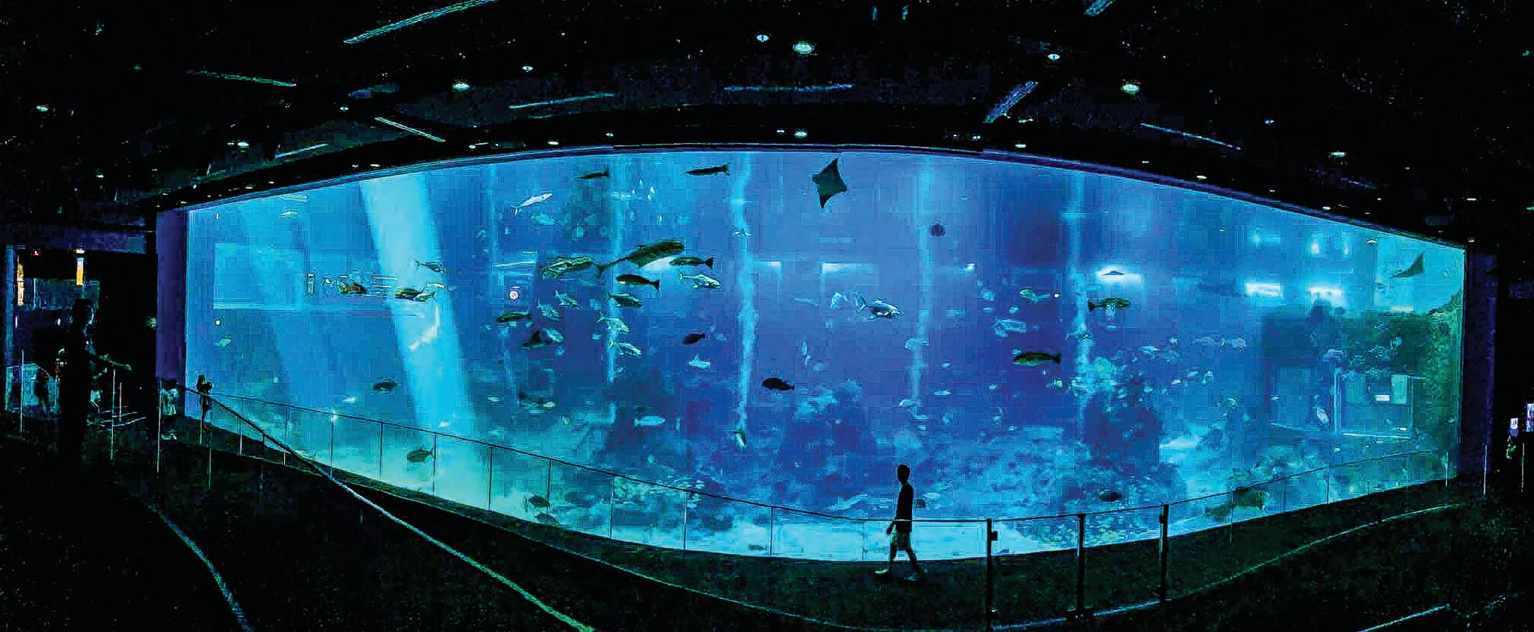 A dive into the Singapore Oceanarium