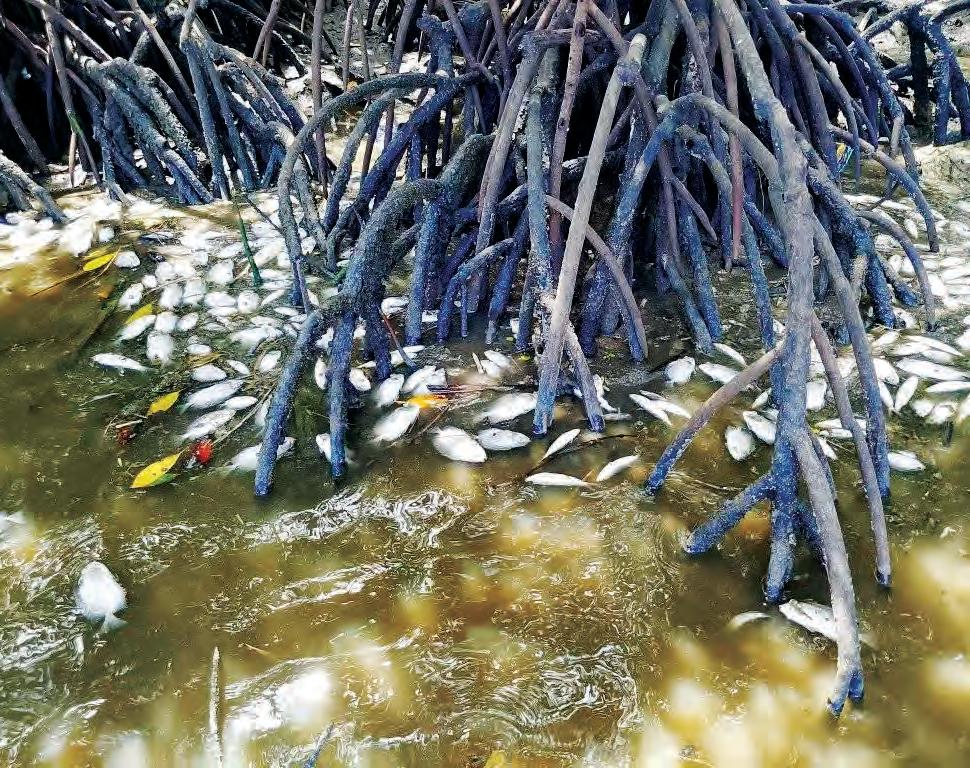 Ethanol spill hits 10 Negros Oriental villages