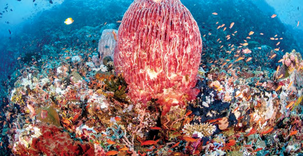 The unseen toll of progress on the Verde Island Passage