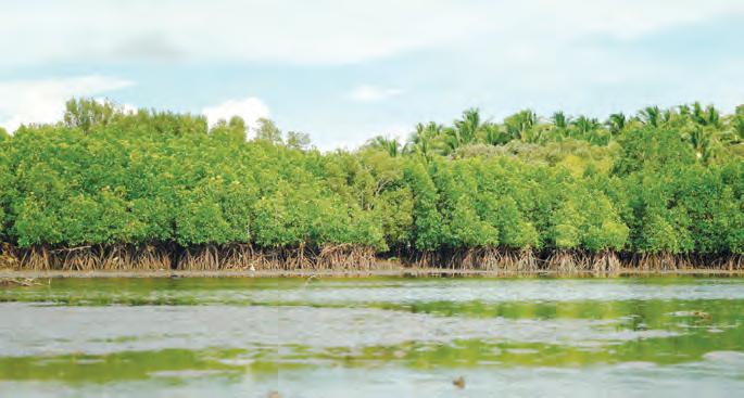 Mangrove planting: Small acts, big climate impact