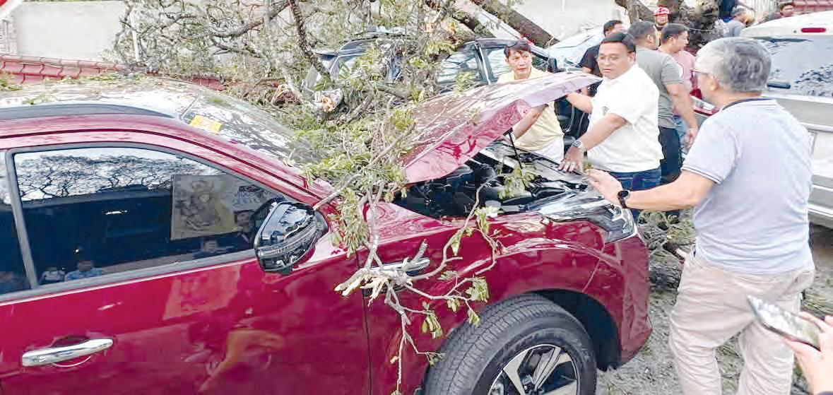 Parked cars damaged by toppled tree in Pangasinan