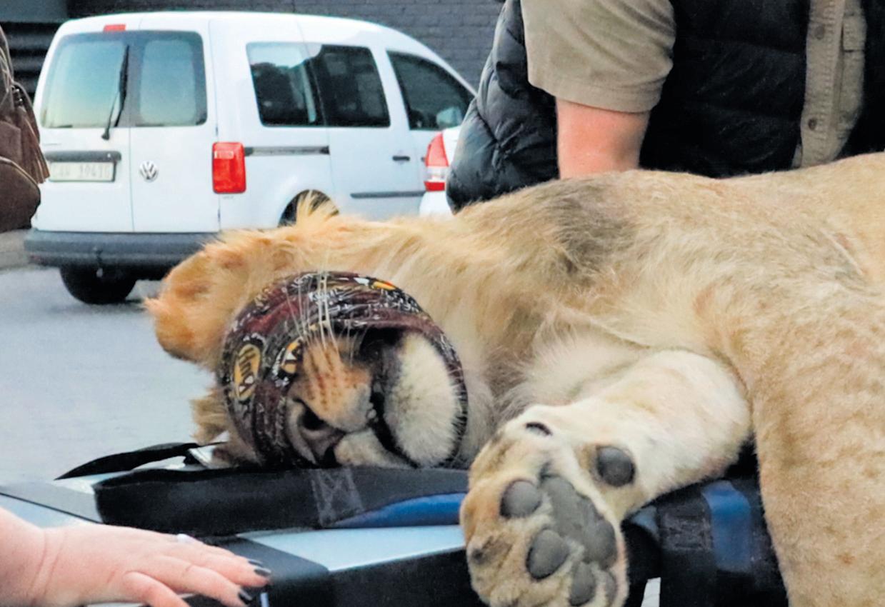 BIG cat, BIG scan, BIG moment