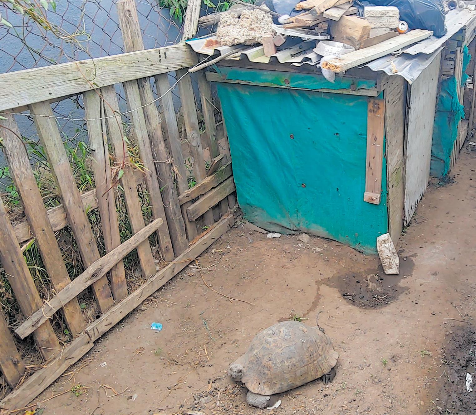 Leopard tortoises saved from certain death