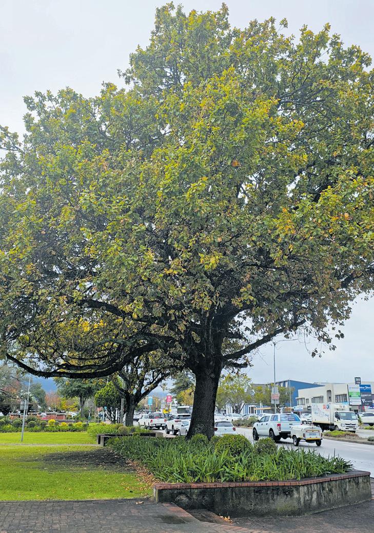 No borer beetle activity detected for over two years