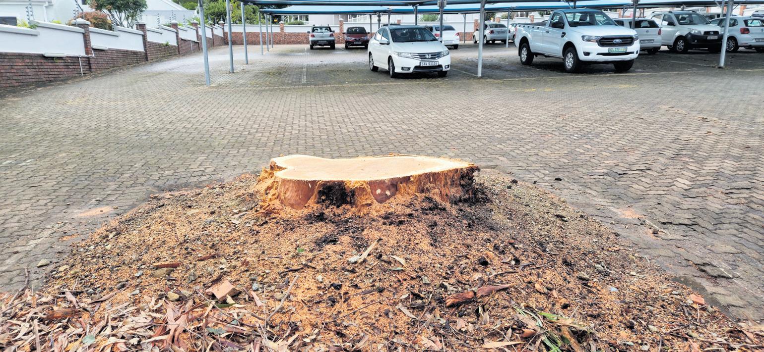 Tree chopped down 'after careful consideration'