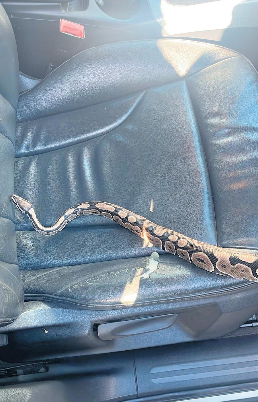 Errant Draco a bit down in the dumps
