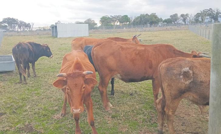 11 cattle stolen from SPCA pound