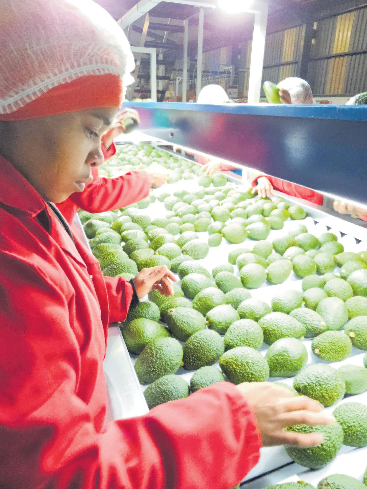 Annual avocado harvest expected to double