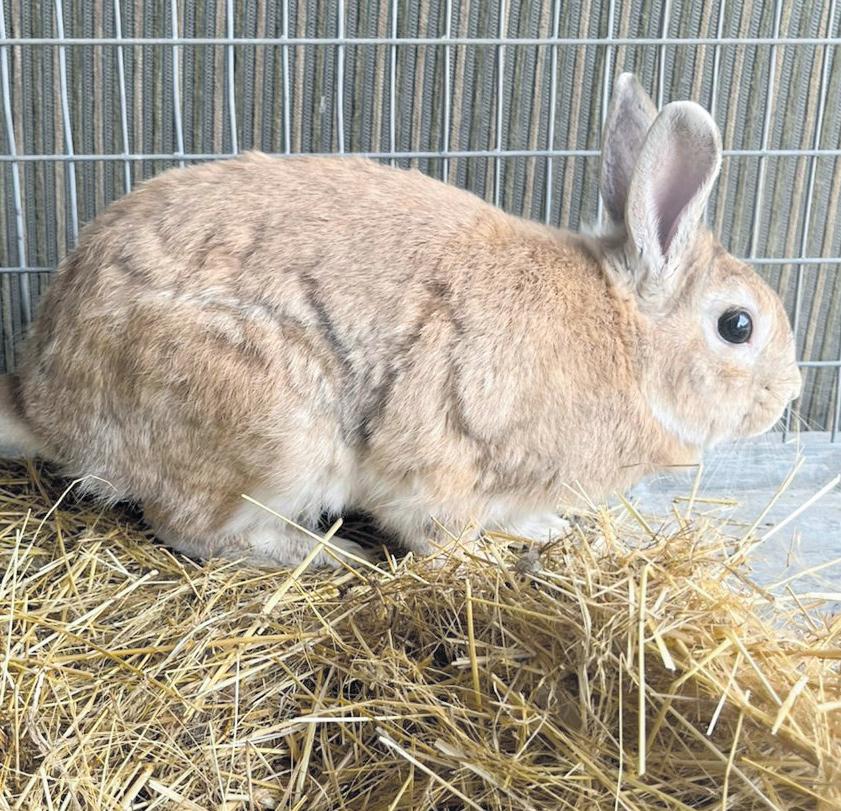 Garden Route SPCA takes in over 400 rabbits