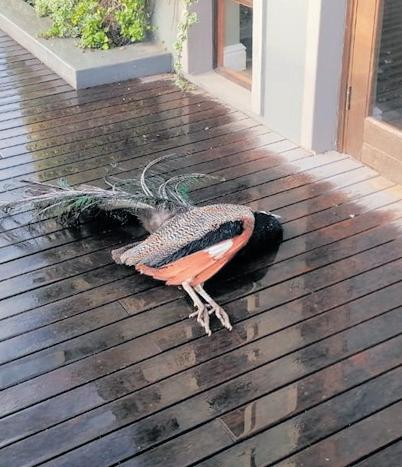 9 peacocks poisoned in Heatherlands