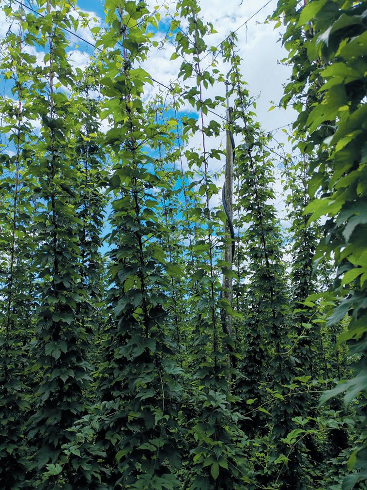 Unieke klimaat, unieke hops, unieke bier