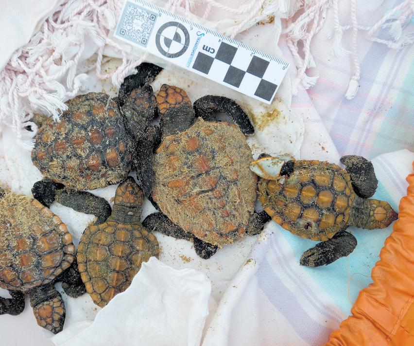 Turtle Rescue Network roadshow returns