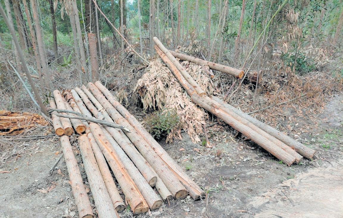 Concern over veld fire threat to George