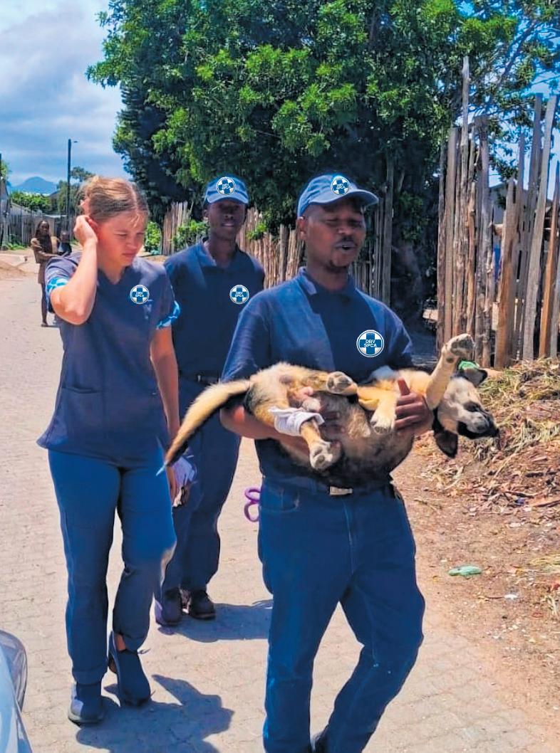 Garden Route SPCA takes animal welfare to the streets