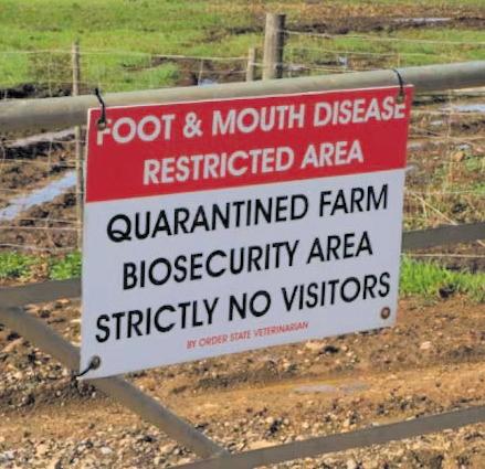 FMD threat escalates