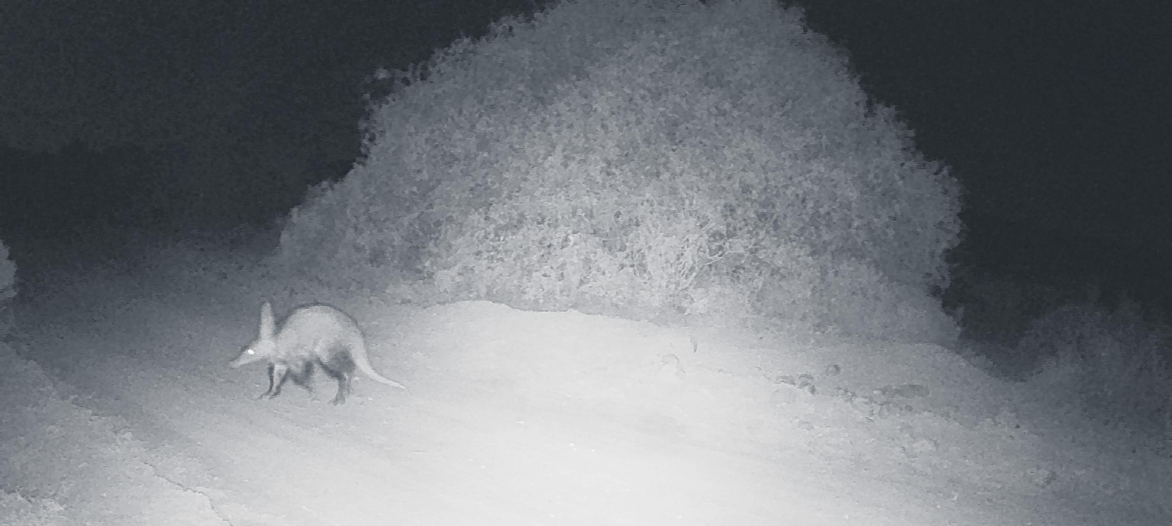Rare wildlife behaviour observed in the Little Karoo heat