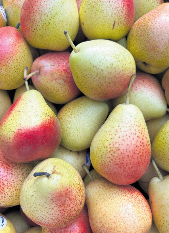 Promising apple and pear season