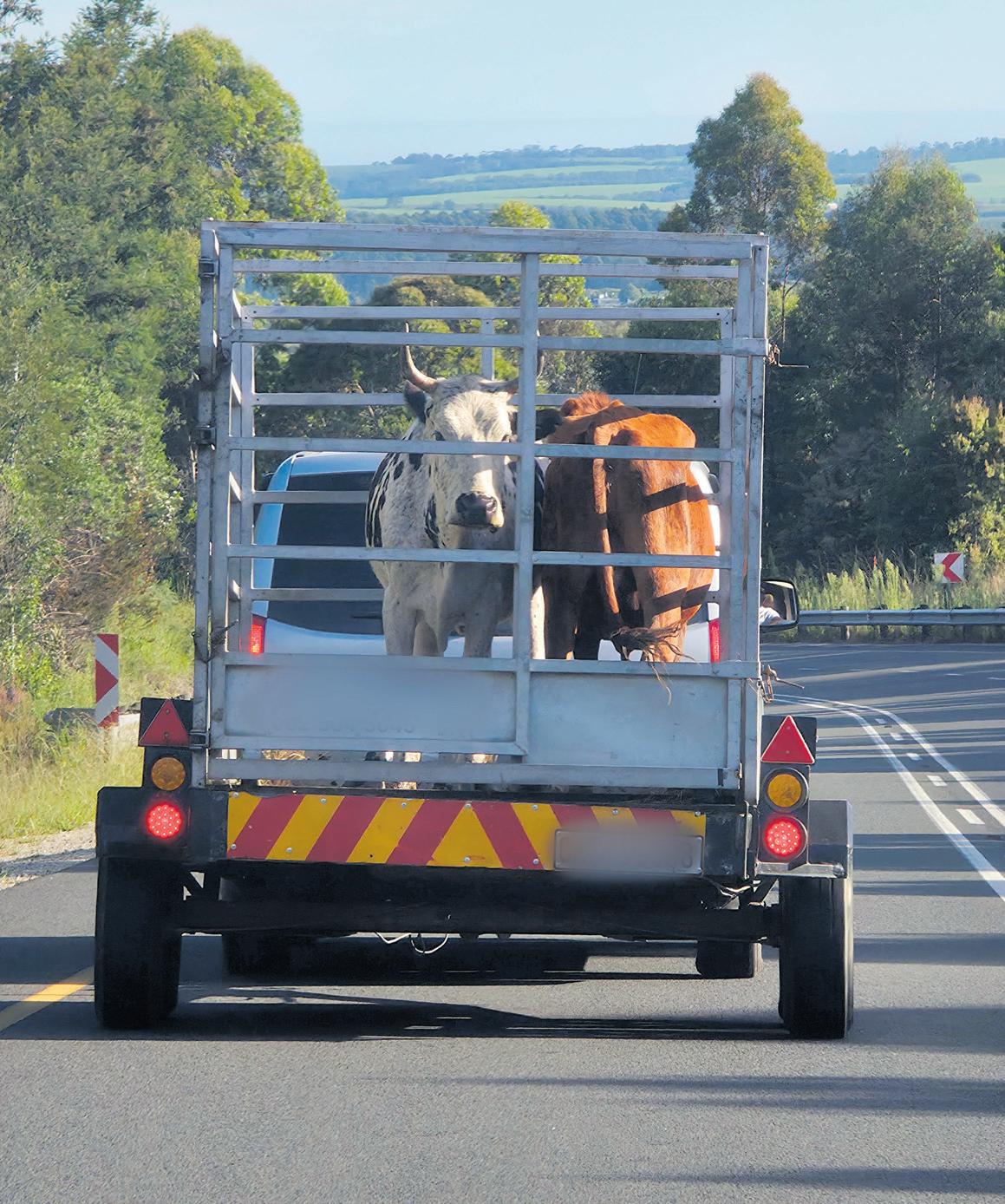 Roaming cattle next in line for vaccines after outbreak areas