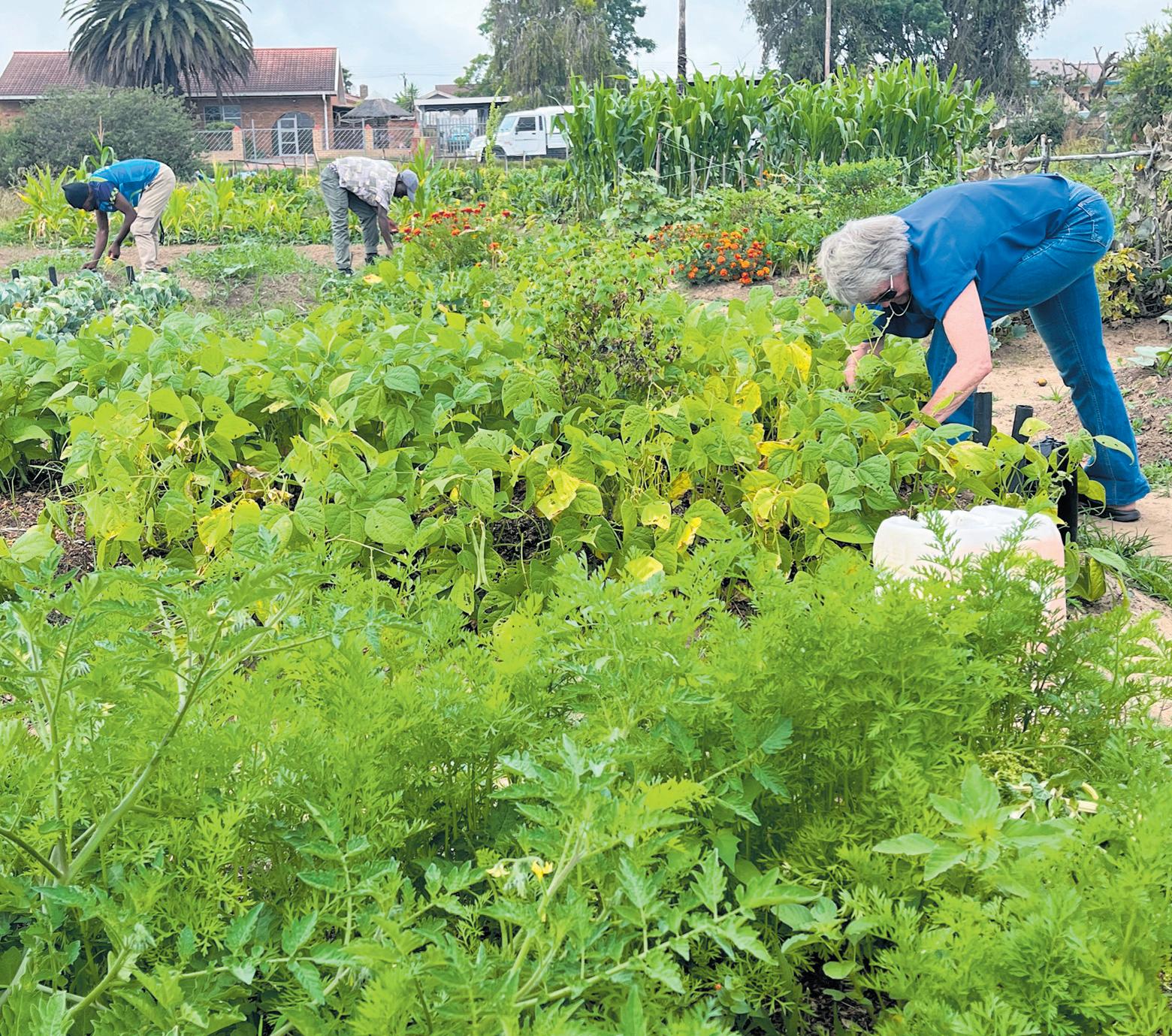 Food garden workshops for all