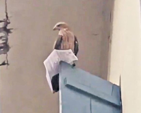 Eagle snatches away hall ticket from PSC aspirant