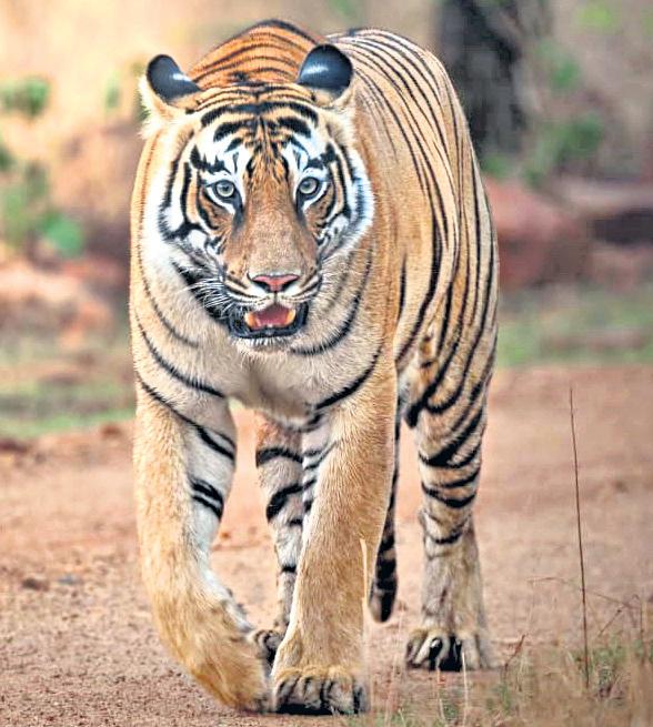 Actress Sadaa takes to wildlife photography with passion