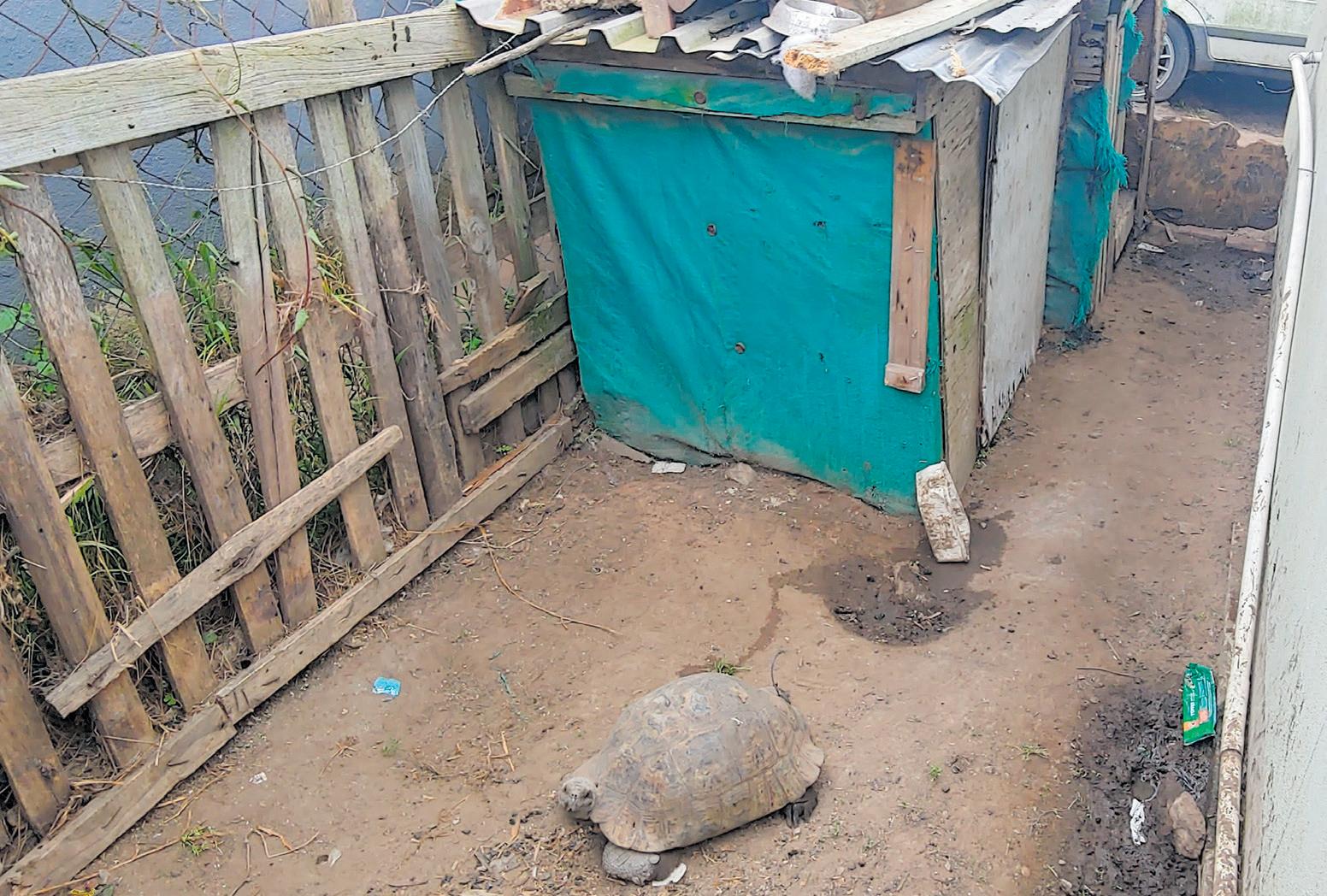 Fines issued for illegal keeping of tortoises