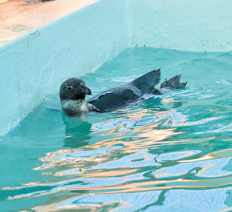 Stricken penguin heals 'beautifully' at Saprec