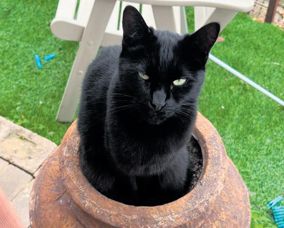 Cat euthanised after being shot 'with air rifle'