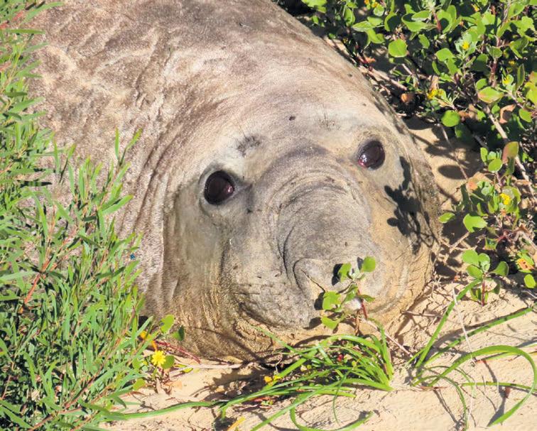 'Enormous' Bossie is boss of the beach