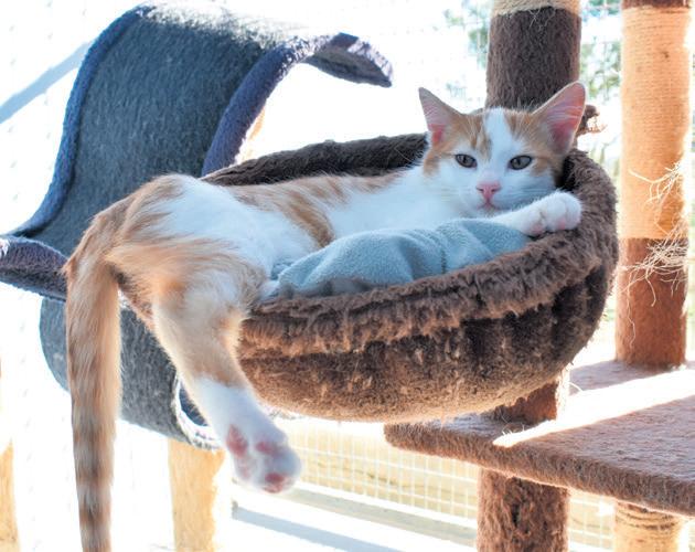 Three ginger kittens ready to be adopted