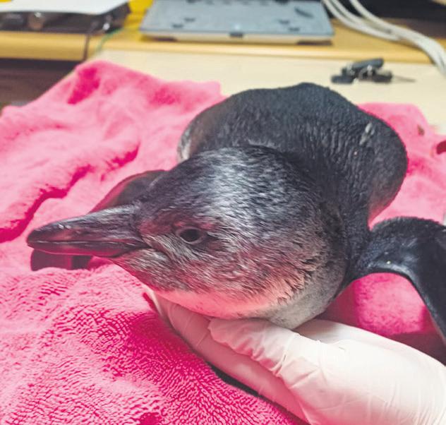 Juvenile penguin rescued from The Point