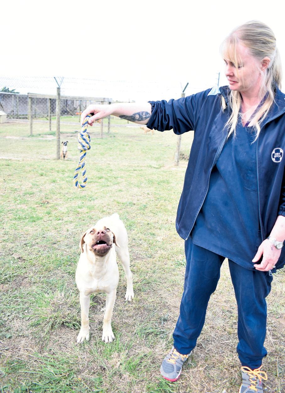 Blue the boerbull puppy needs a new home