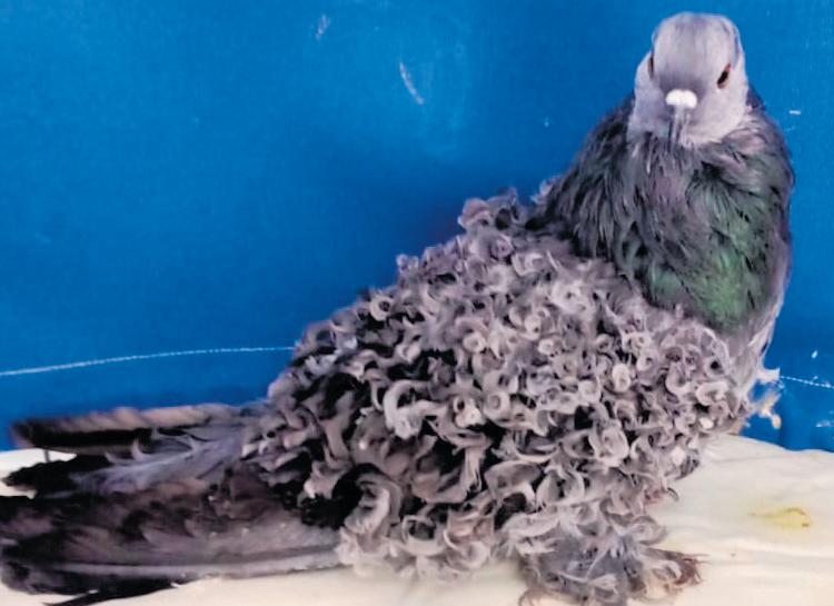 Sierduifskou komende naweek in ODN