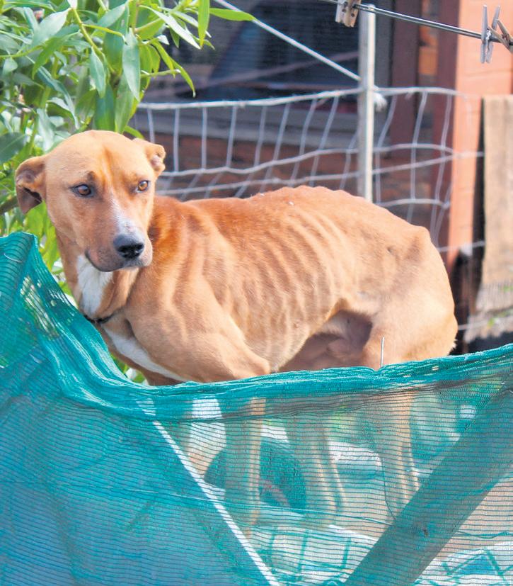 CARS spring in om te help