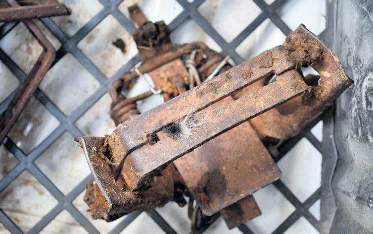 Young leopard dies in illegal gin trap